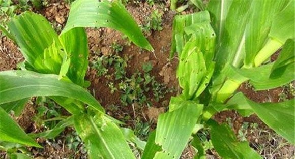 怎样防治玉米螟虫