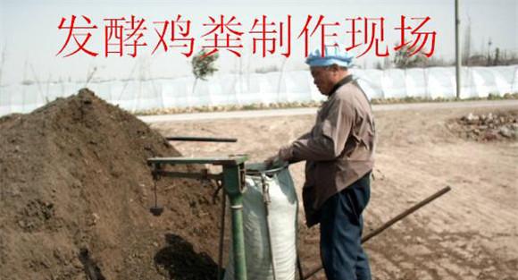 鸡粪喂猪