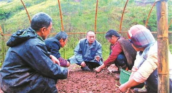 葛根种植技术与管理的主要方法与步骤