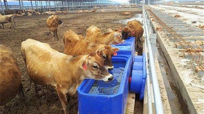 肉牛的饮水问题