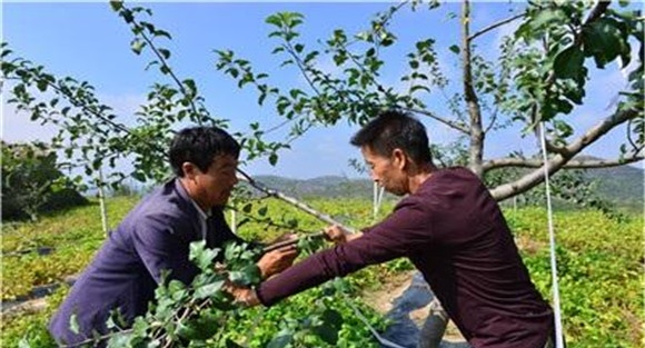 苹果树的拉枝角度