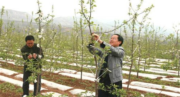 苹果树拉枝时间