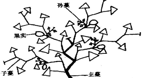 大、中棚香瓜