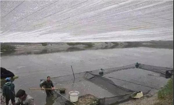 暴雨期间对南美白对虾如何管理