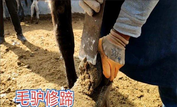 驴蹄子为什么要剪掉