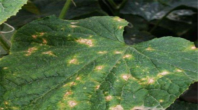 黄瓜靶斑病的危害症状、发病规律和防治方法