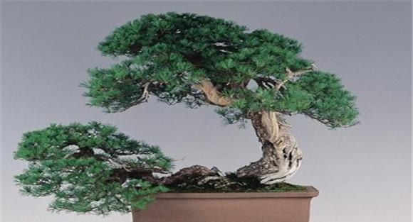 侧柏的盆景造型与养护