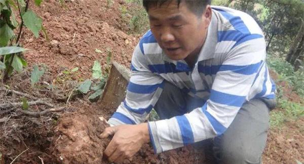 种植茯苓如何防治白蚁