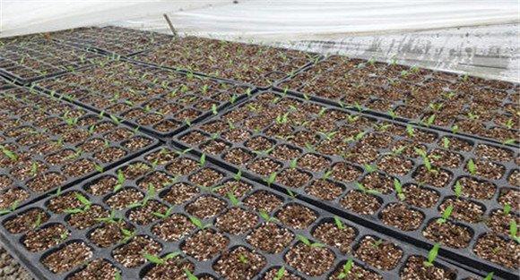 种植樱桃番茄如何播种育苗