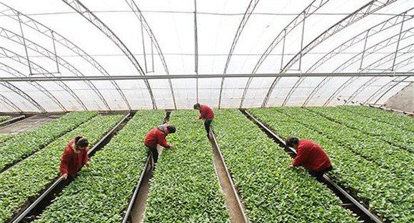 樱桃番茄种植技术要点与主要步骤