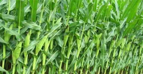 甜玉米种植要合理密植