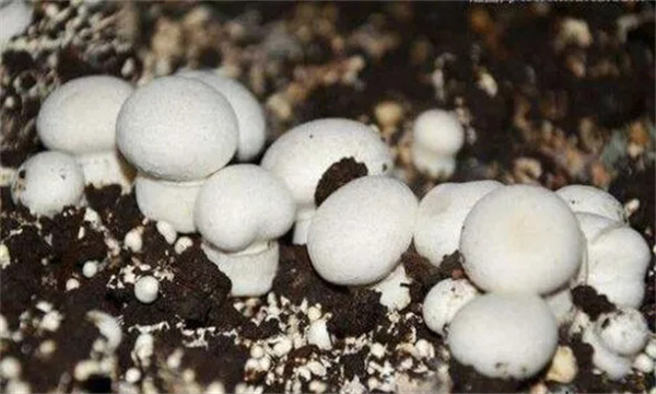 如何进行双孢菇的冬菇期及越冬管理