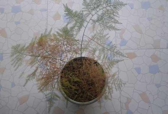 文竹掉叶子怎么办