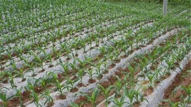 寒地无公害食用高粱地膜覆盖栽培技术