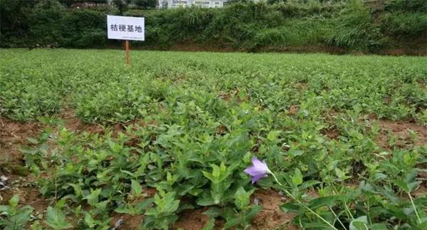 育苗移栽