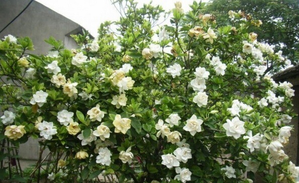 栀子花养殖方法