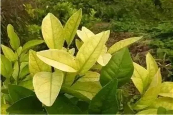 香樟黄化病的症状是什么