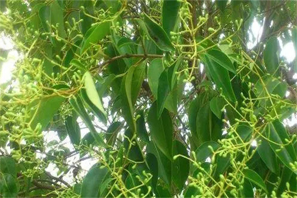 如何防治香樟黄化病