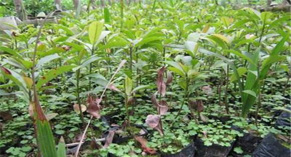 人参果的定植方法