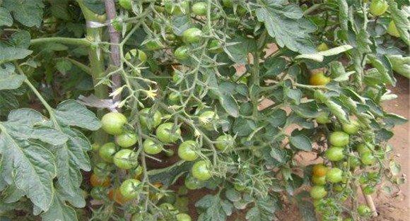 樱桃番茄田间管理方法
