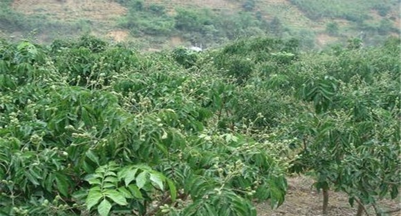 种植黄皮怎么管理？