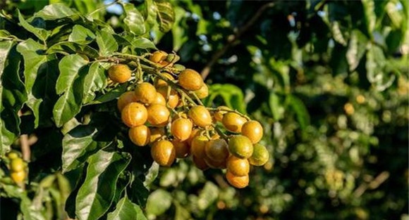 黄皮如何疏花、疏果、保果