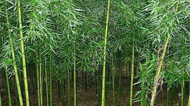 早园竹能长多高