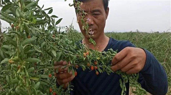 枸杞种植管理技术要点