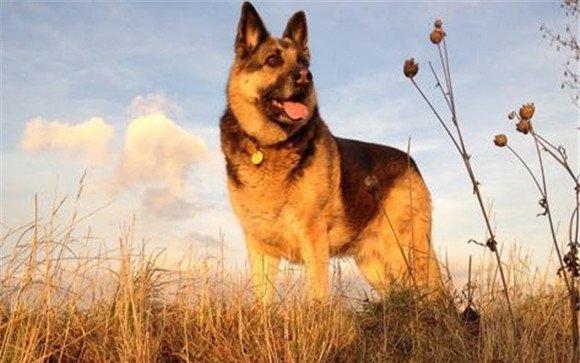 肉犬急性肾炎的犬病治疗方法