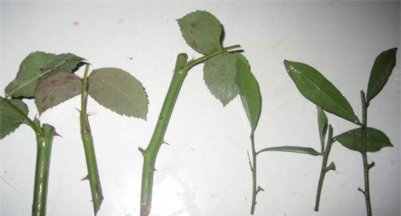 月季花的扦插