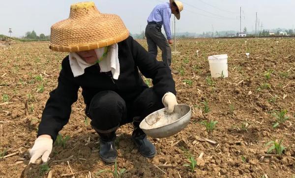 种植玉米怎么施底肥