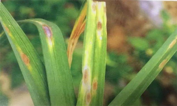怎样防治大蒜紫斑病