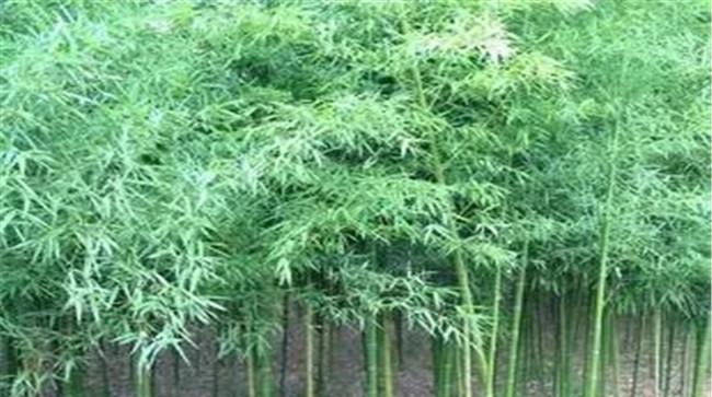 刚竹是散生还是丛生
