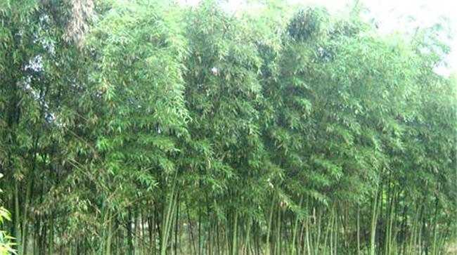刚竹的生态习性