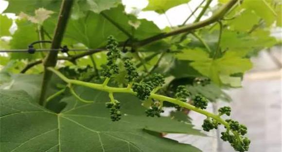 葡萄落花落果的原因