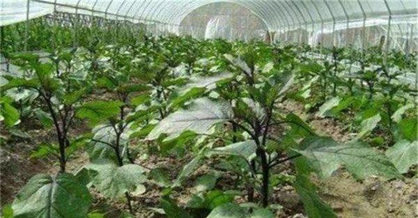 越冬茄子的保花保果措施