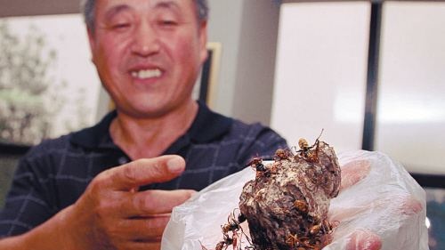 怎么捅马蜂窝