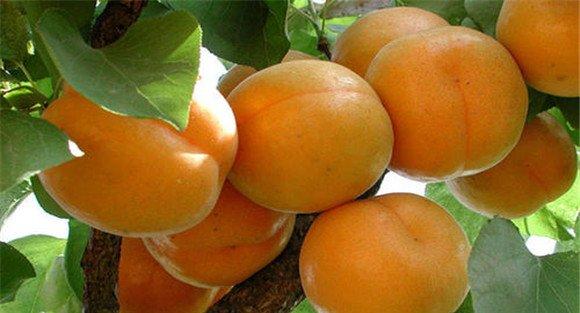 杏裂果是怎么回事