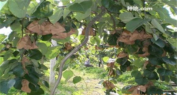 猕猴桃套袋后该如何管理？