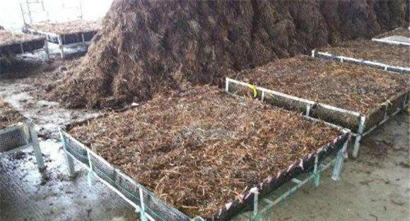 双孢菇的培养料处理