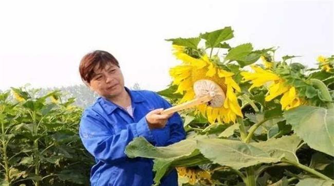 怎样给向日葵辅助授粉