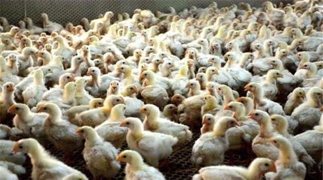 提高肉用仔鸡饲养经济效益的几项关键技术要点