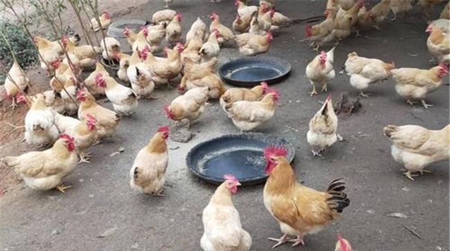 保证鸡的采食量