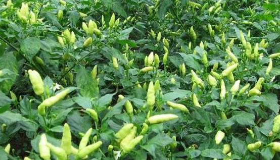 小米辣种植技术