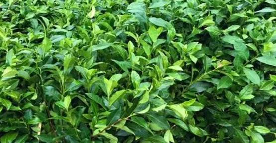 如何对采穗茶树的母树进行管理