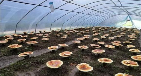 灵芝塑料大棚的建造要求