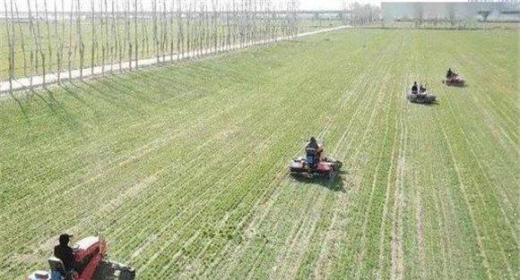 小麦的镇压方法