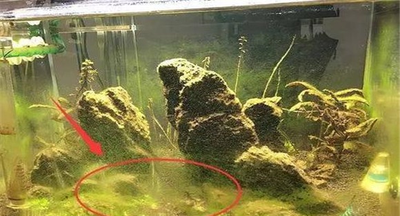 水族箱水浑浊怎么办