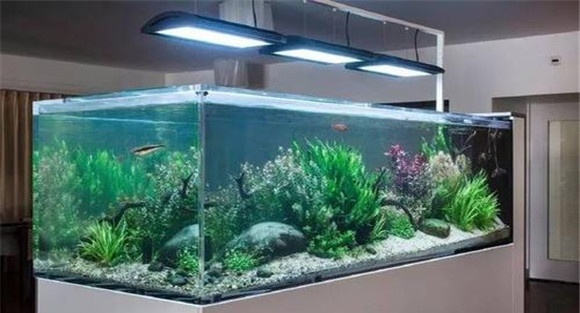 怎样布置水族箱内的水草