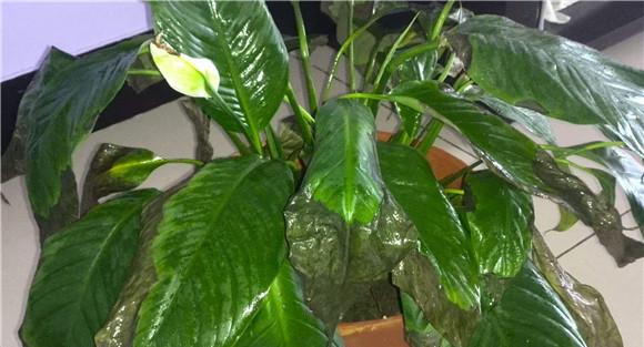 一帆风顺